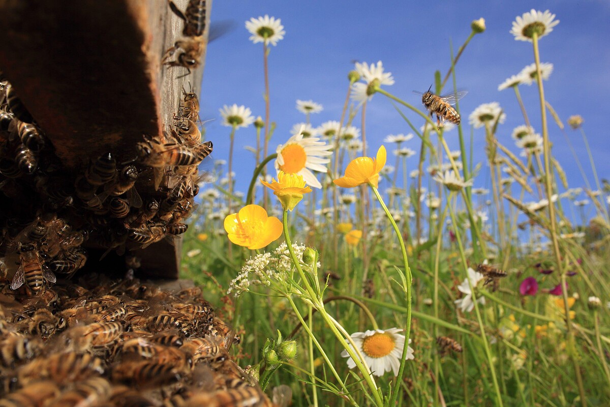 &copy; Eric Tourneret