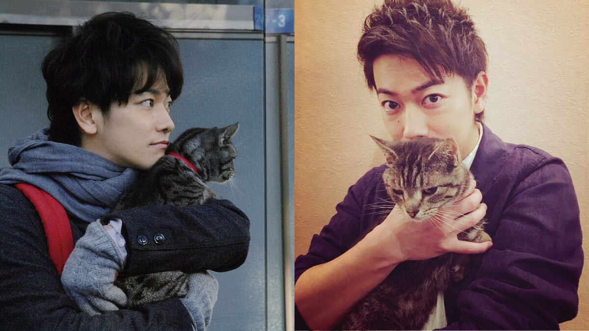 佐藤健與愛貓玩耍