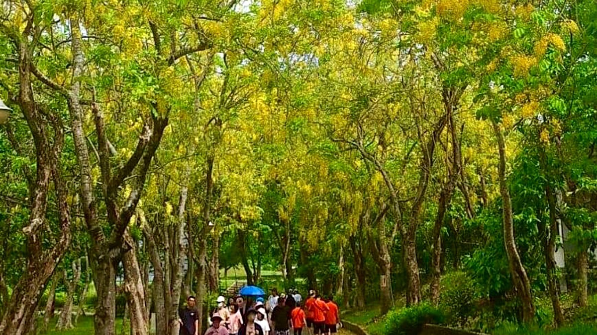 2025台南虎頭埤阿勃勒花季登場