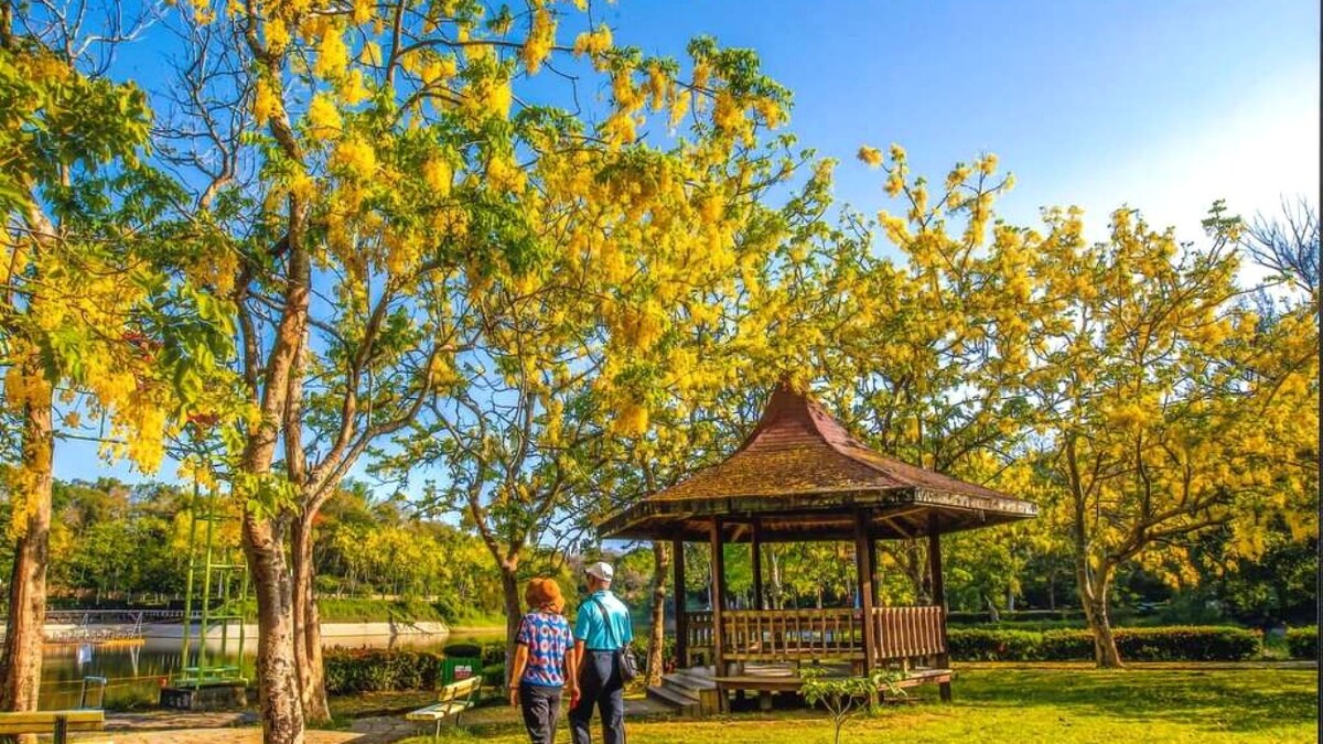 2025台南虎頭埤阿勃勒花季是年度招牌勝事