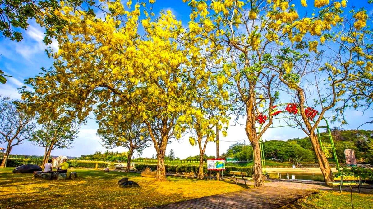 2025台南虎頭埤阿勃勒花季下起「黃金雨」