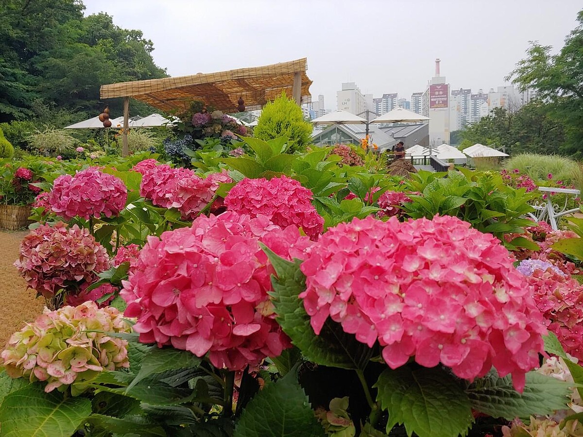 Photo/翻攝自Naver Map