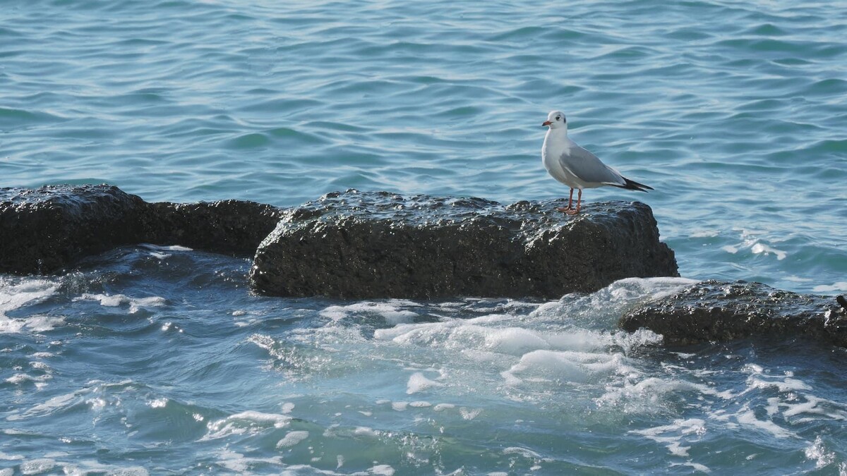 Photo / 塔羅耳語