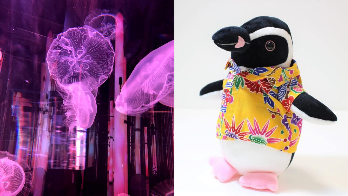 Photo/DMM Kariyushi Aquarium