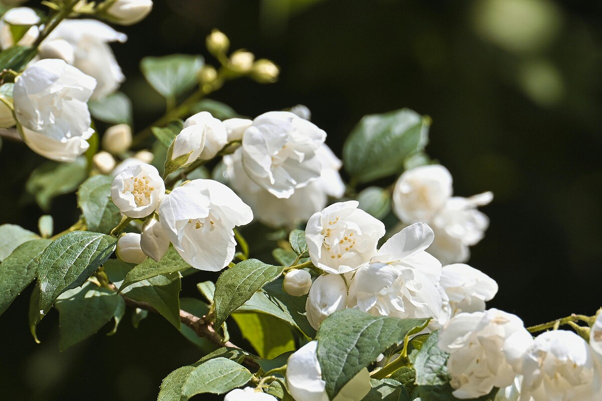 （Photo/pexels：@Alexas Fotos)