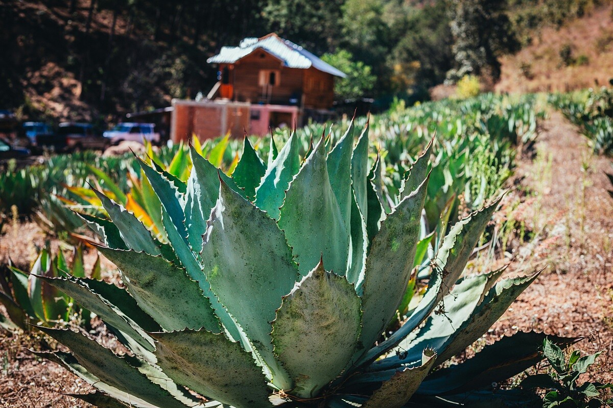 什麼是「龍舌蘭」？ 廣義來說，「龍舌蘭酒」（Agave Spirits）泛指以龍舌蘭屬植物（Agave）為原料。