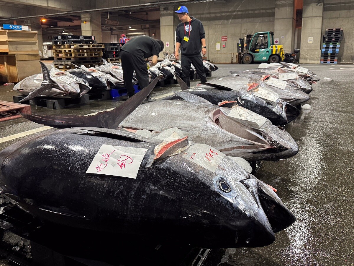 「長浜魚屋」從福岡的長浜鮮魚市場嚴選最鮮活的黑鮪魚，每週空運來台。
