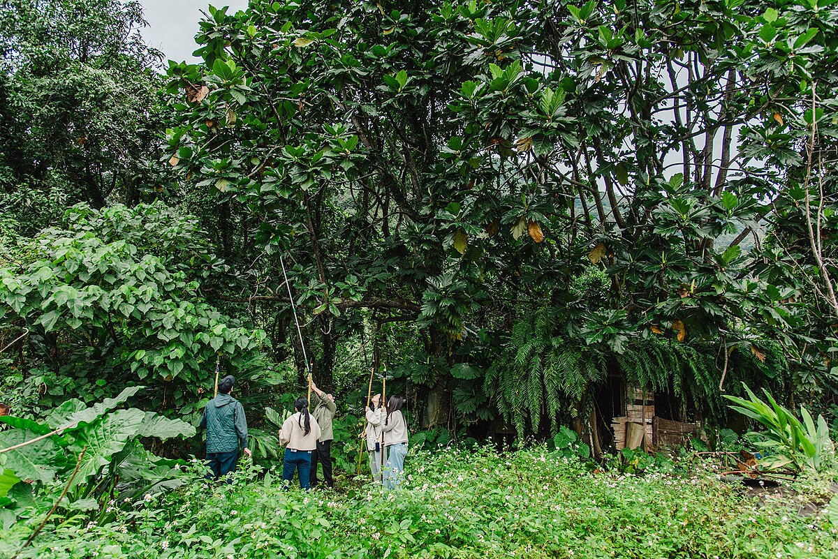 親手製作苧麻粿、辨識植物，讓你用雙手、用味覺，記住這片山林的氣味與溫度