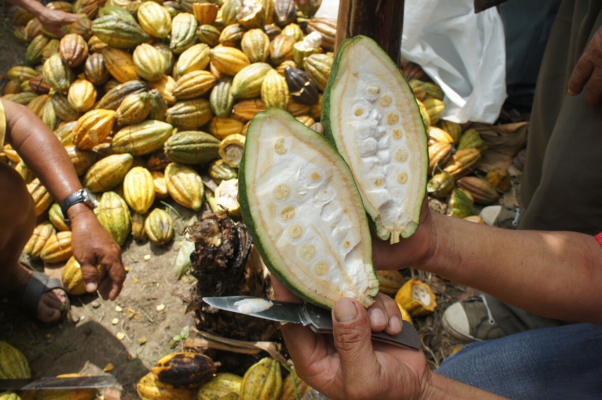 Pierre Marcolini 親自走訪古巴、巴西、馬達加斯加與海南島等可可產地。