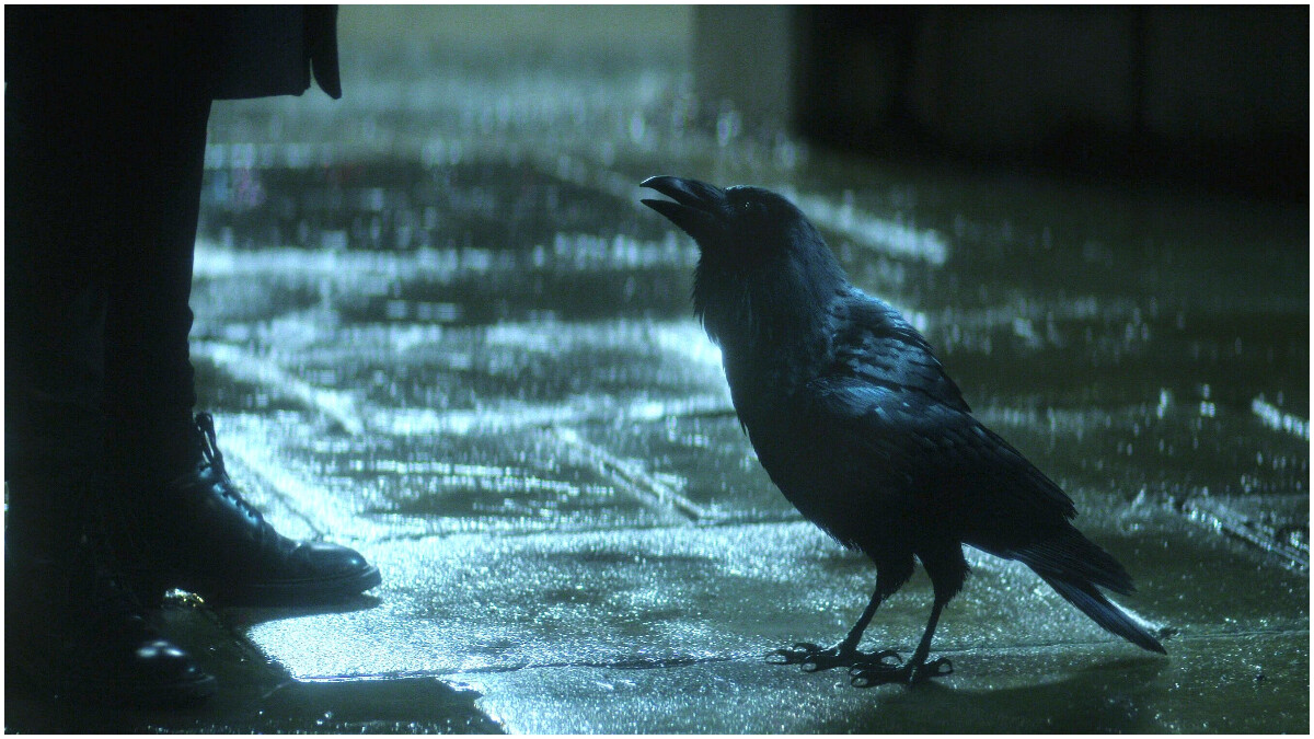 巴頓&middot;奧斯華為渡鴉馬修配音。