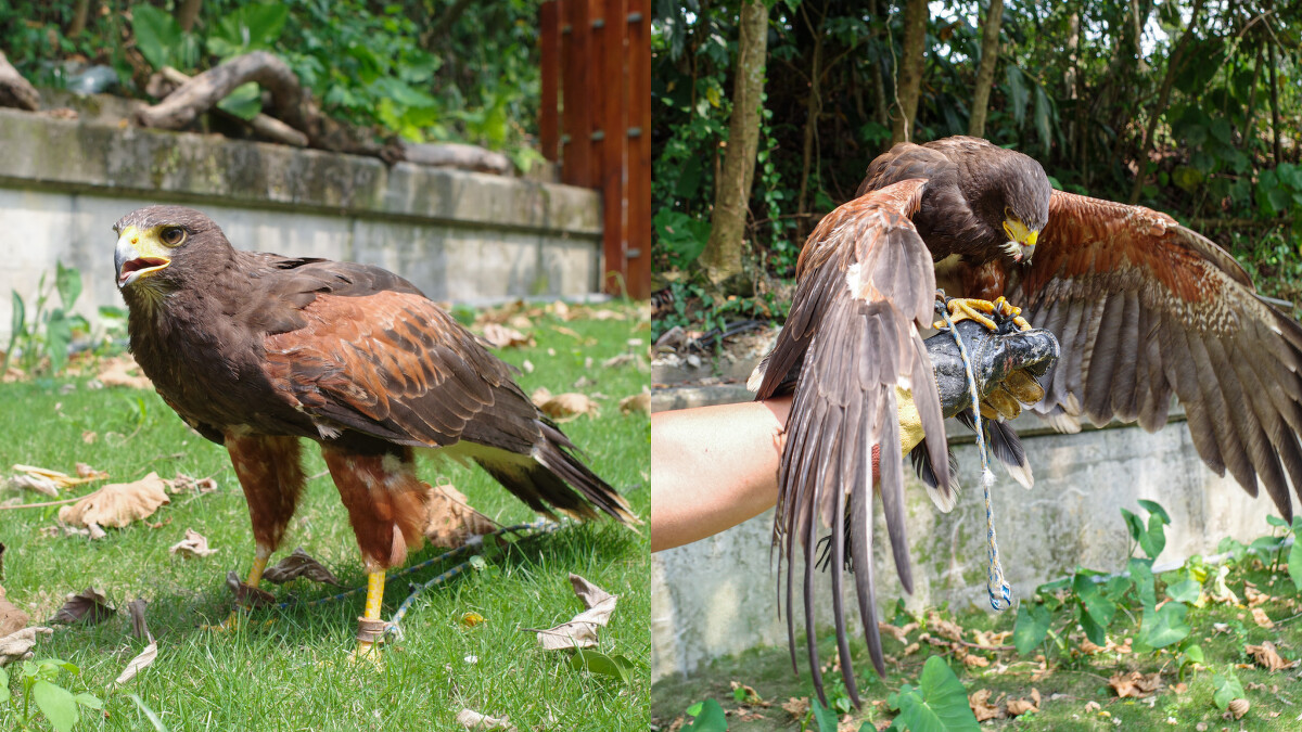 「萌萌森林物語」暑期限定「馴鷹親子體驗營」