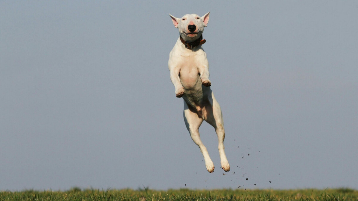 日本極簡減肥法「原地跳」就能瘦!好處有哪些?一天3分鐘這樣跳燃脂又瘦腰