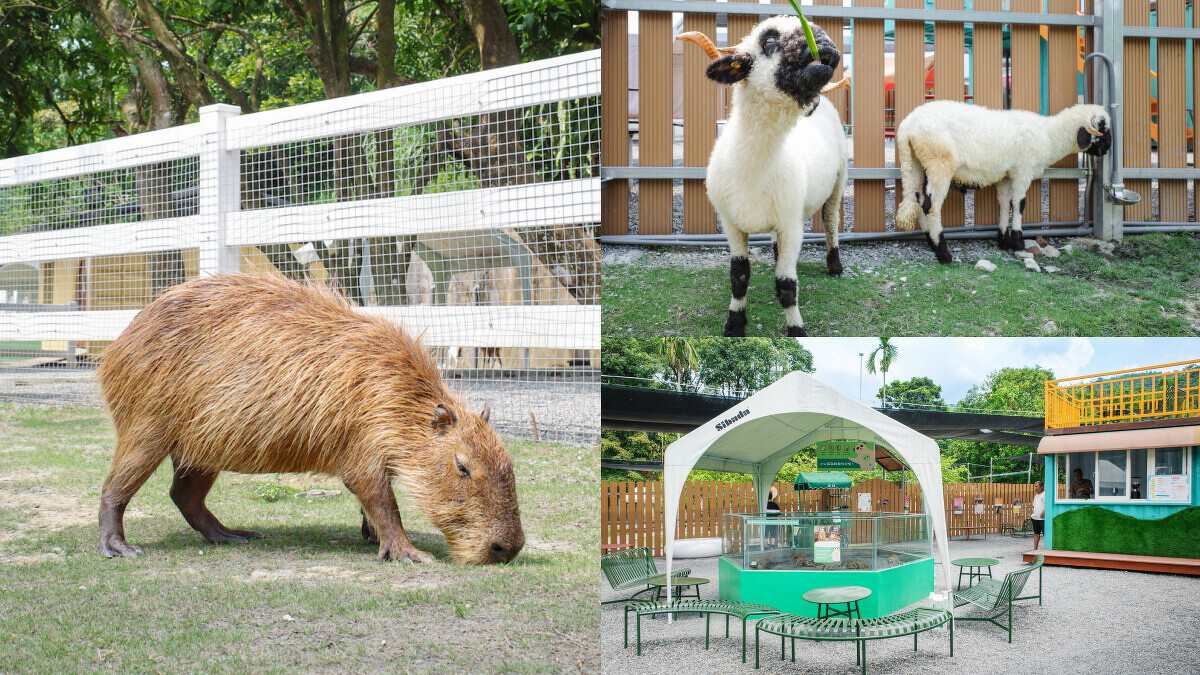 新北景點：萌萌森林物語