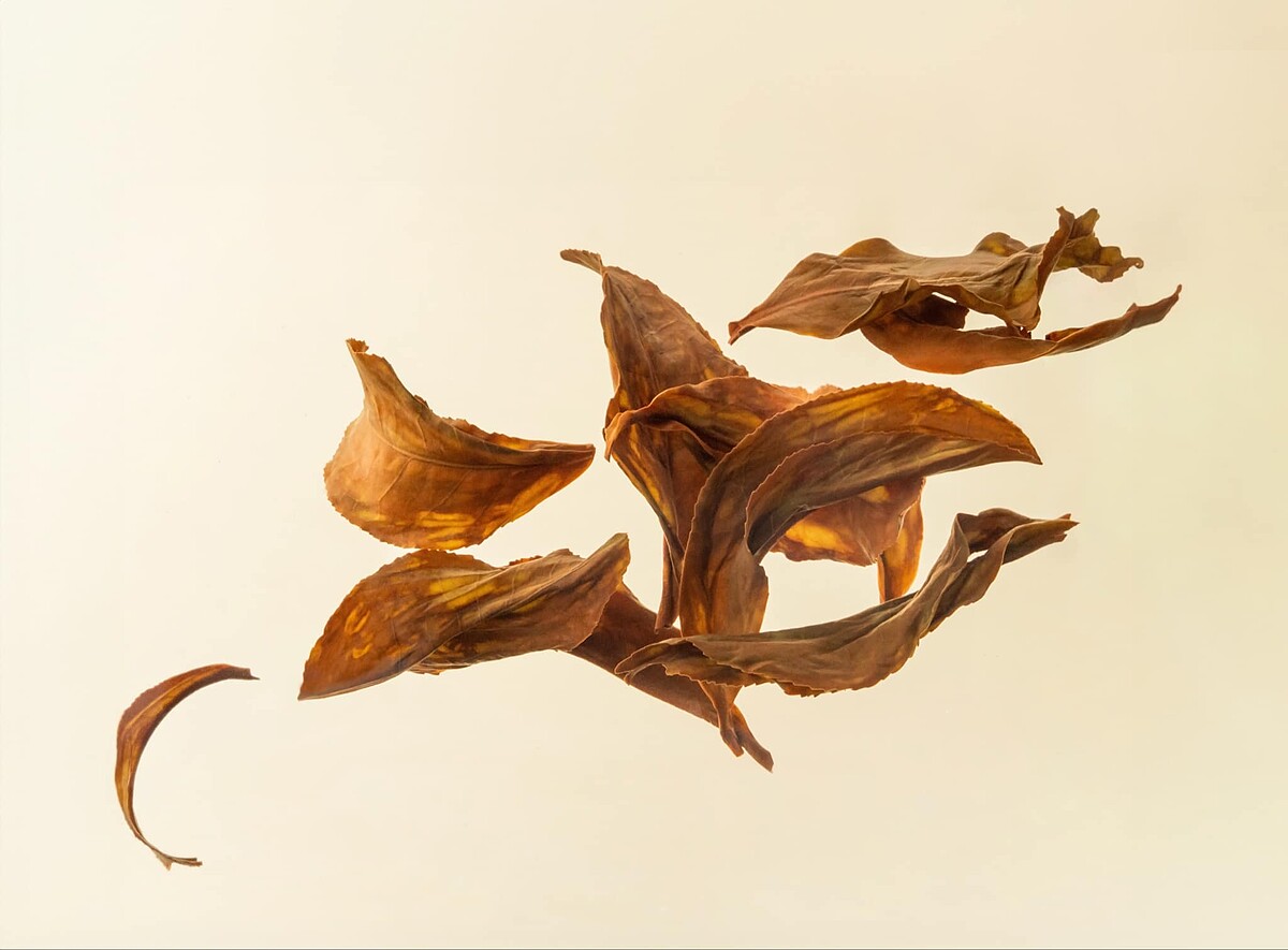 《季緣》菜單推薦第八名：北埔｜東方美人