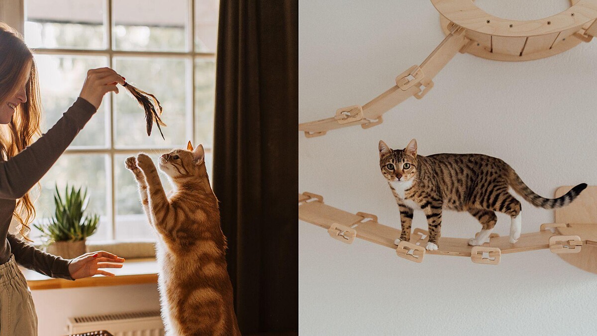 【毛孩研究室】寵物也要有好生活！貓奴必看「貓咪友善租屋指南」