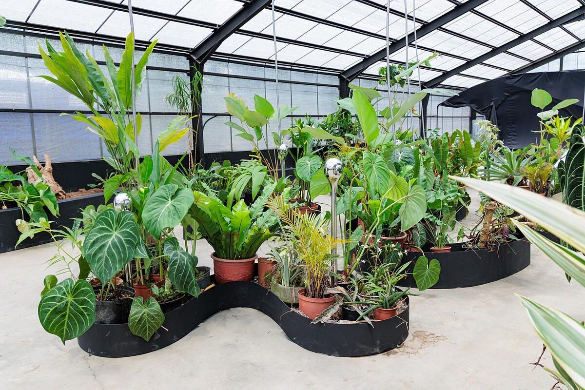 SensWave 波感溫室「共聲植島 Future Botanic 」