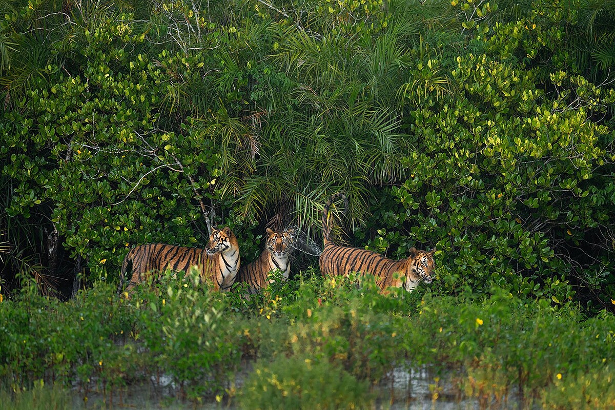 2025紅樹林攝影大獎｜野生哺乳動物亞軍：做錯記號