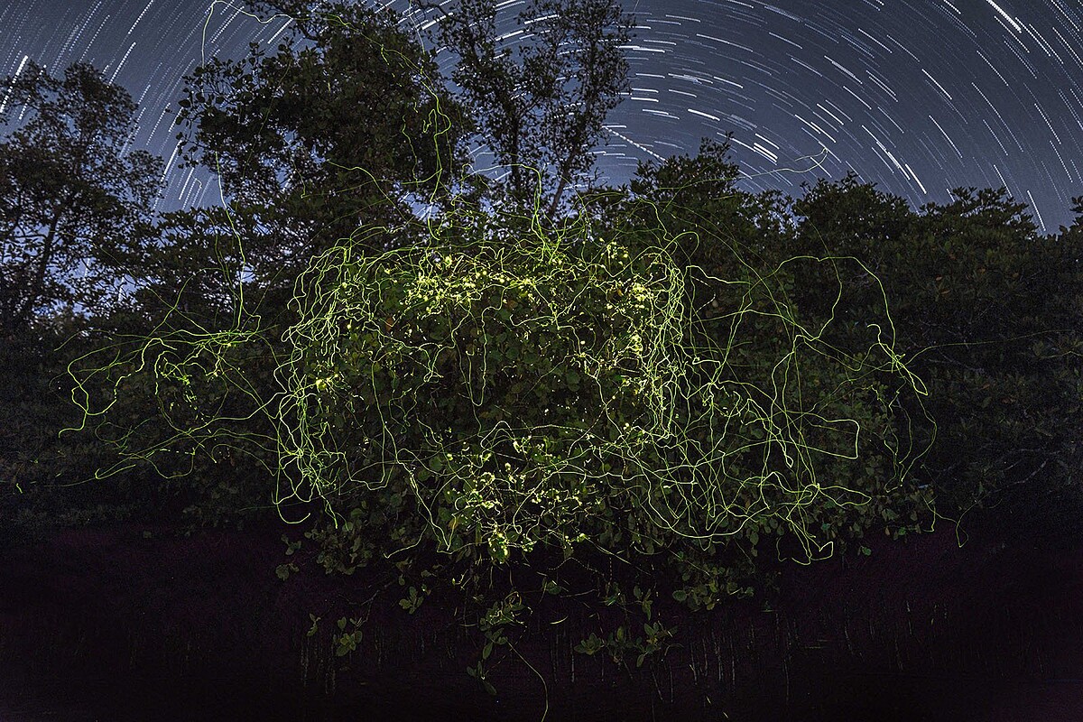 2025紅樹林攝影大獎｜野生動物其他物種冠軍：紅樹林之夜