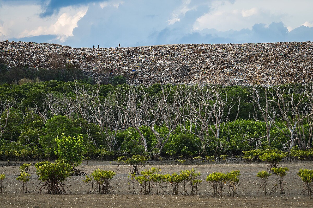 2025紅樹林攝影大獎｜紅樹林與威脅冠軍：埋葬的天堂