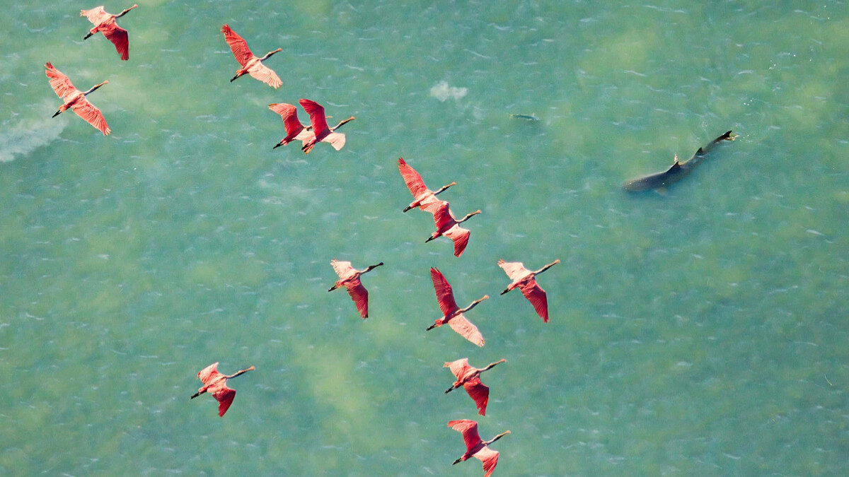 2025紅樹林攝影大獎揭曉：鳥瞰狩獵奪冠！小水獺漁夫、印象派鳥畫家、老虎做記號，10張絕美奇景背後故事