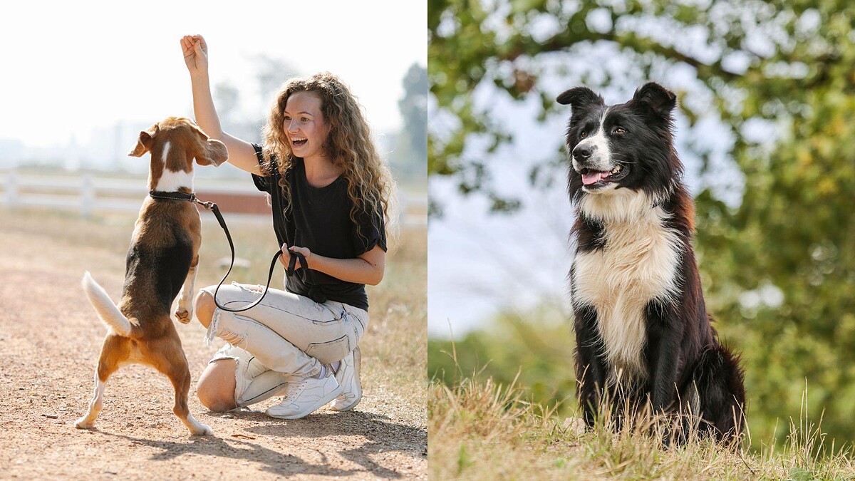 【毛孩研究室】訓練狗狗別再只說「不可以」！專業訓練師破解新手飼主的常見迷思