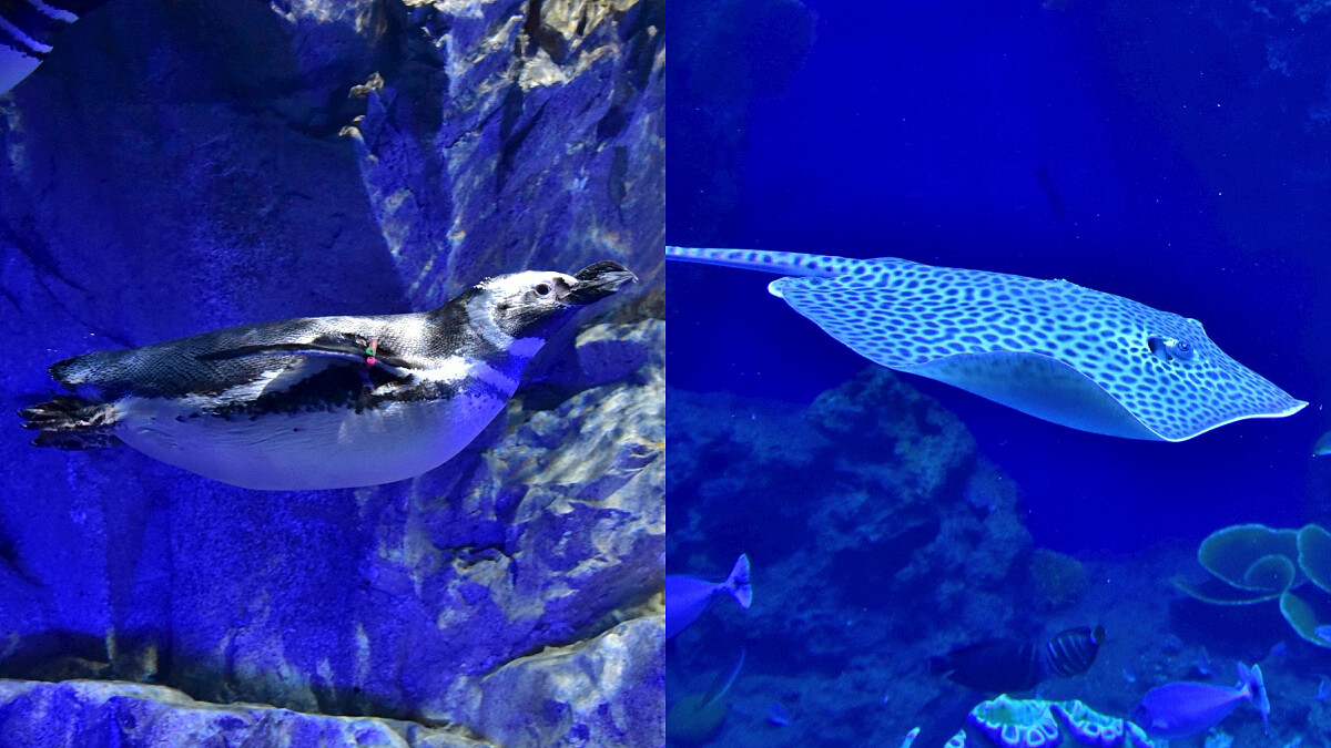 「台中海洋館」能近距離欣賞麥哲倫企鵝、豹紋魟
