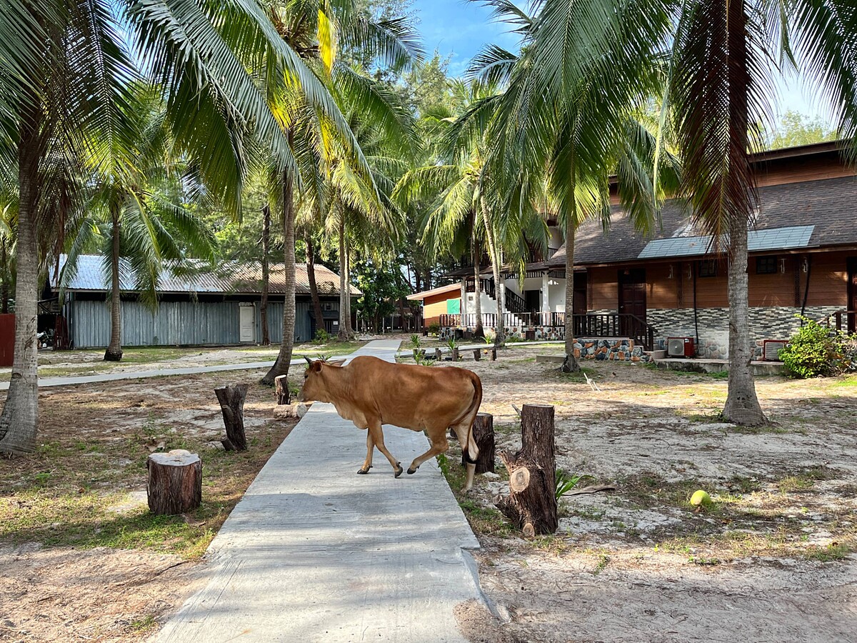 有機會遇見島上養的牛也出來散步｜Melody TU 採訪拍攝