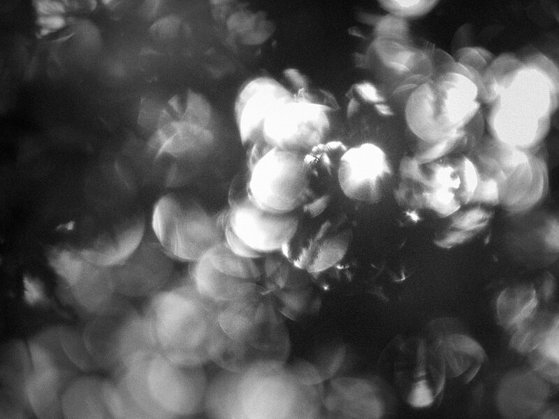 ©️ Donata Wenders 'KOMOREBI', 02, Tokyo 2022