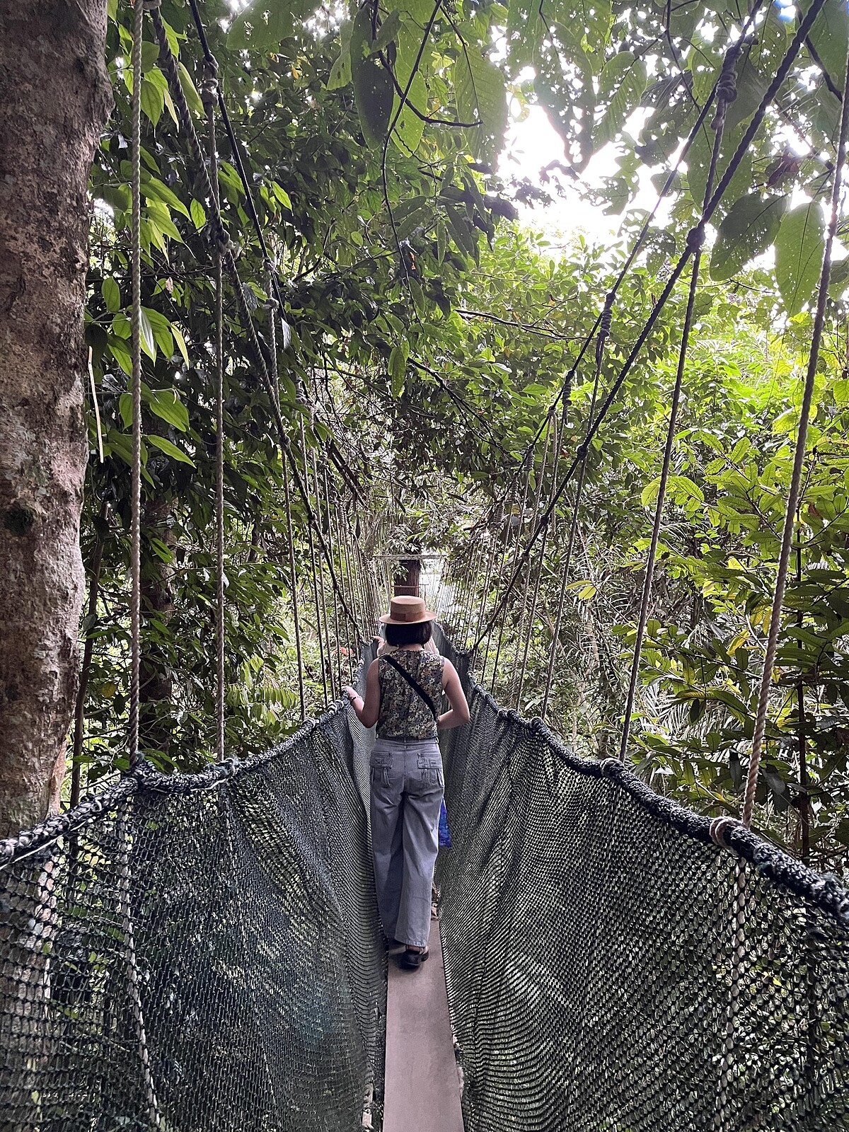 行走於樹頂吊橋｜Melody TU 採訪拍攝