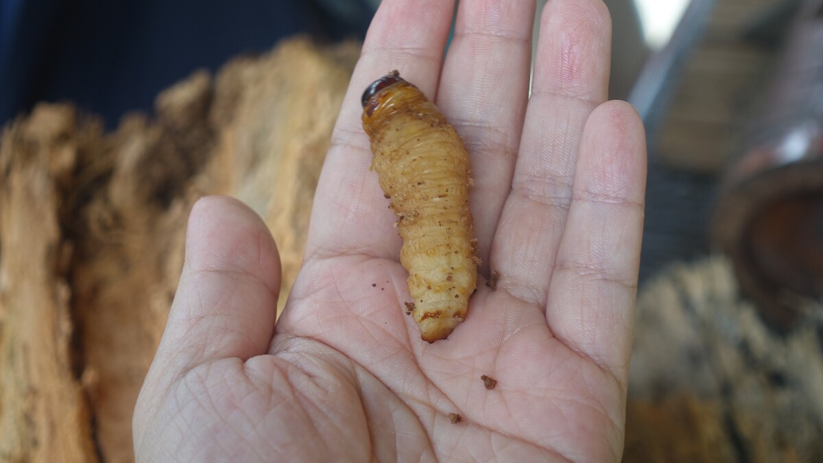 體驗食用蟲蟲，味道清香如水果｜Melody TU 採訪拍攝