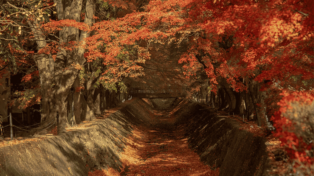 河口湖（紅葉迴廊）