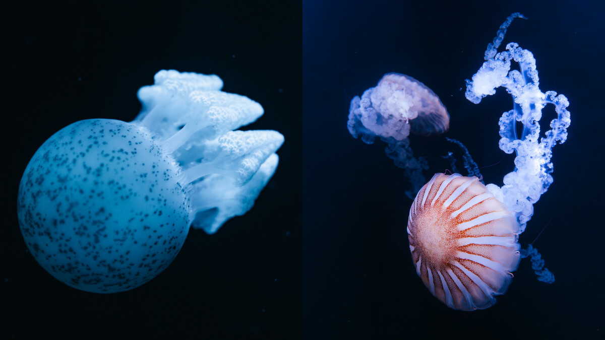 台中海洋館3樓：水母展區