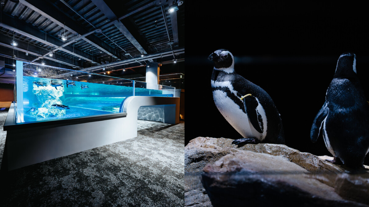 台中海洋館2樓：企鵝區