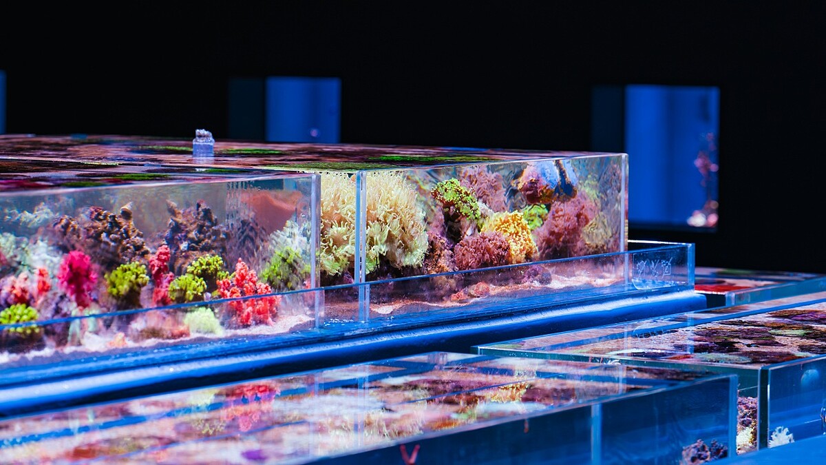 台中海洋館2樓：璀璨珊瑚