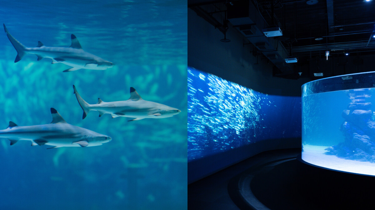 台中海洋館2樓：鯊魚巡遊