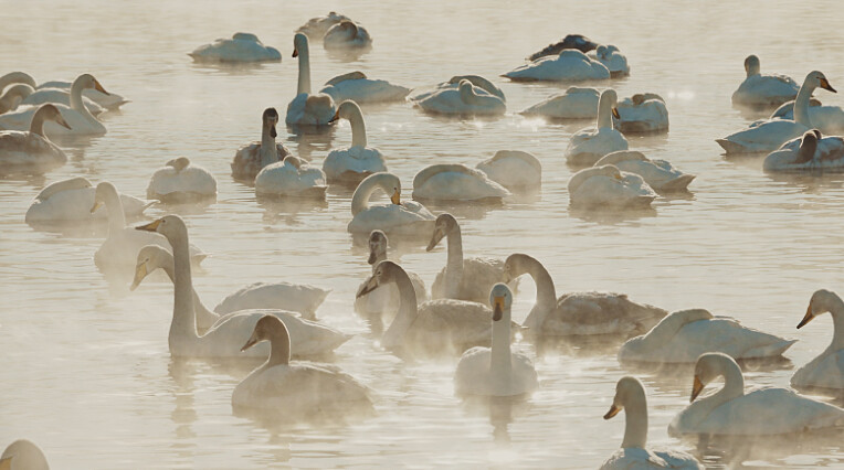 Photo / 塔羅耳語