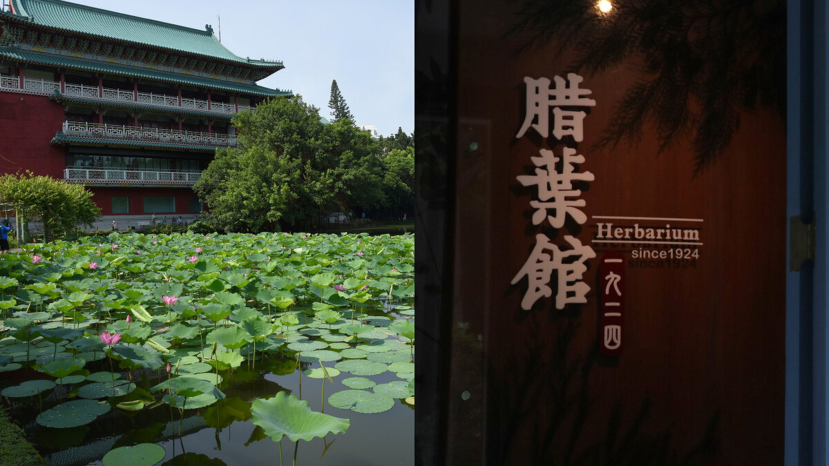 南機場夜市周邊景點：台北植物園的荷花池和腊葉館