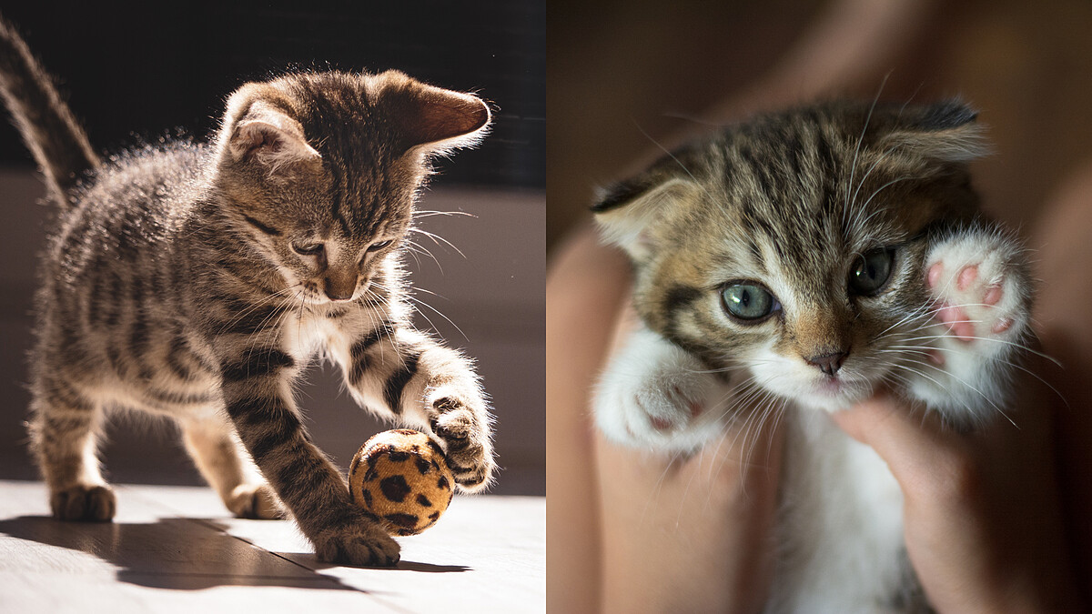 【毛孩研究室】迎接新成員！從環境到互動，讓幼貓與舊貓都快樂適應的照護全攻略