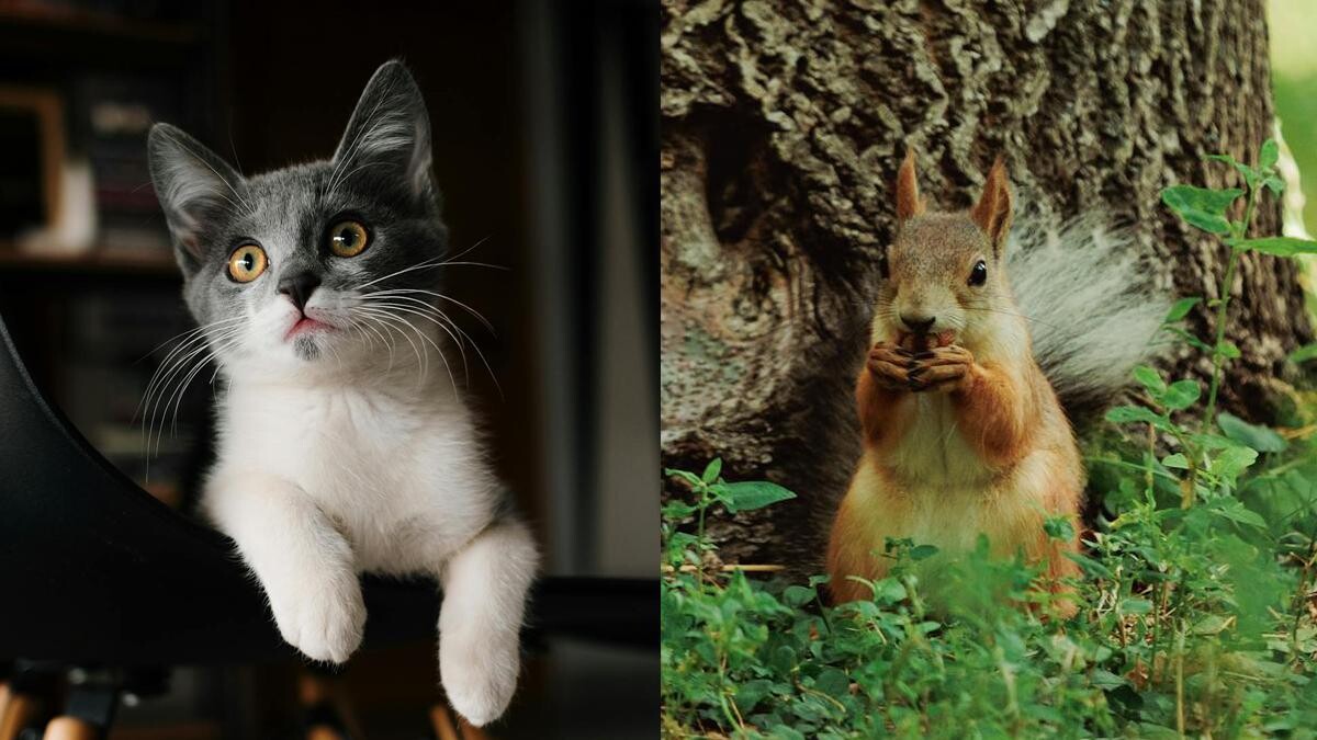 心理測驗｜可愛到像小動物？一題秒測 你的內在動物性格大公開