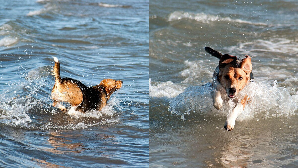 【毛孩研究室】狗狗夏天玩水要注意！若出現以下症狀可能是「海水中毒」