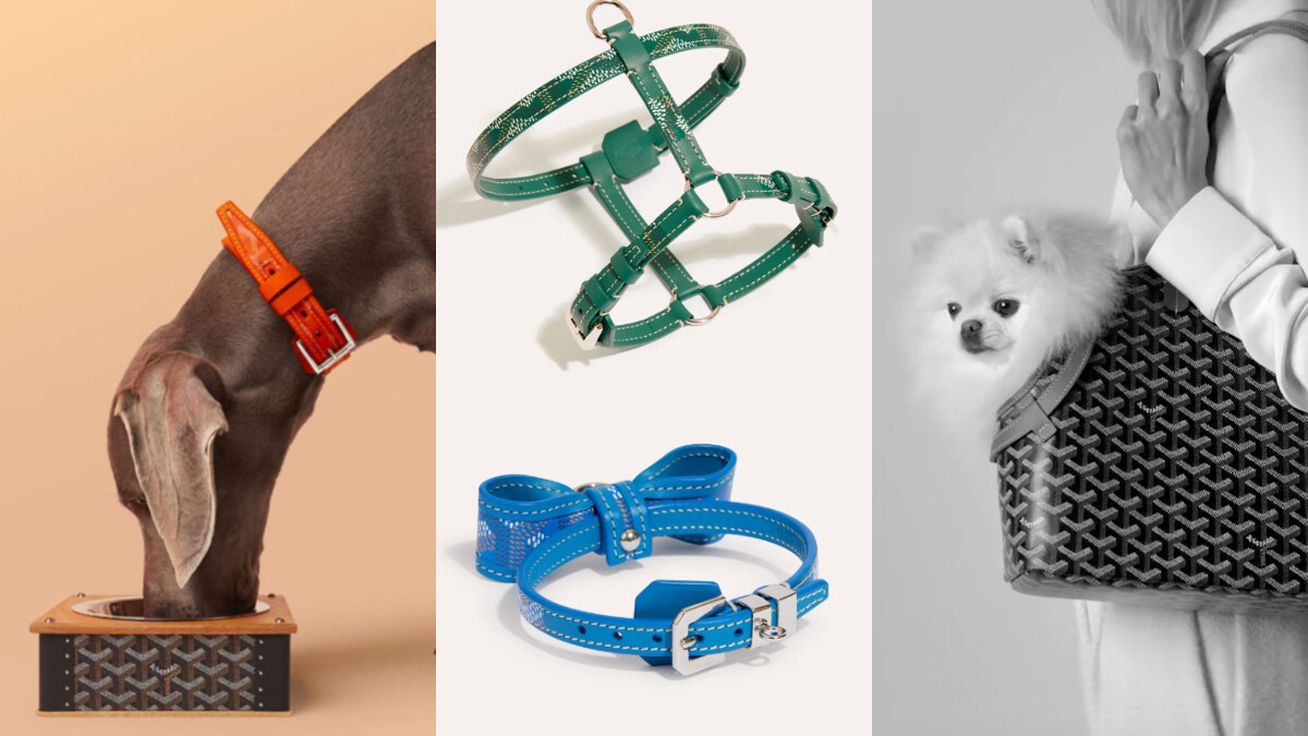 巴黎名店Goyard推新款寵物系列，排隊買包幫你毛孩＋1變時髦的狗、可愛的喵