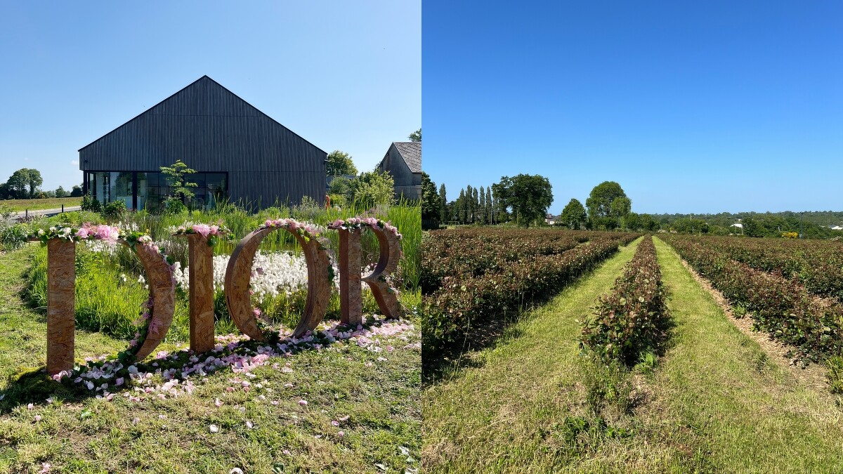 迪奧岡維拉玫瑰花園。