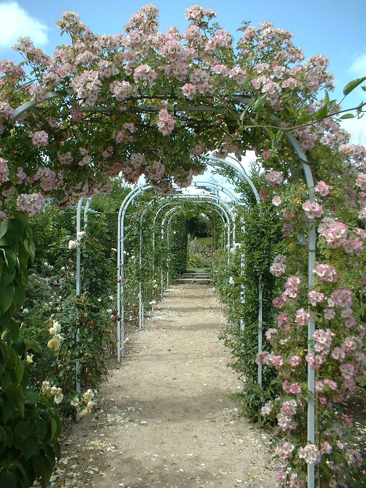 迪奧先生故居Les Rhumbs別墅中的玫瑰小徑。