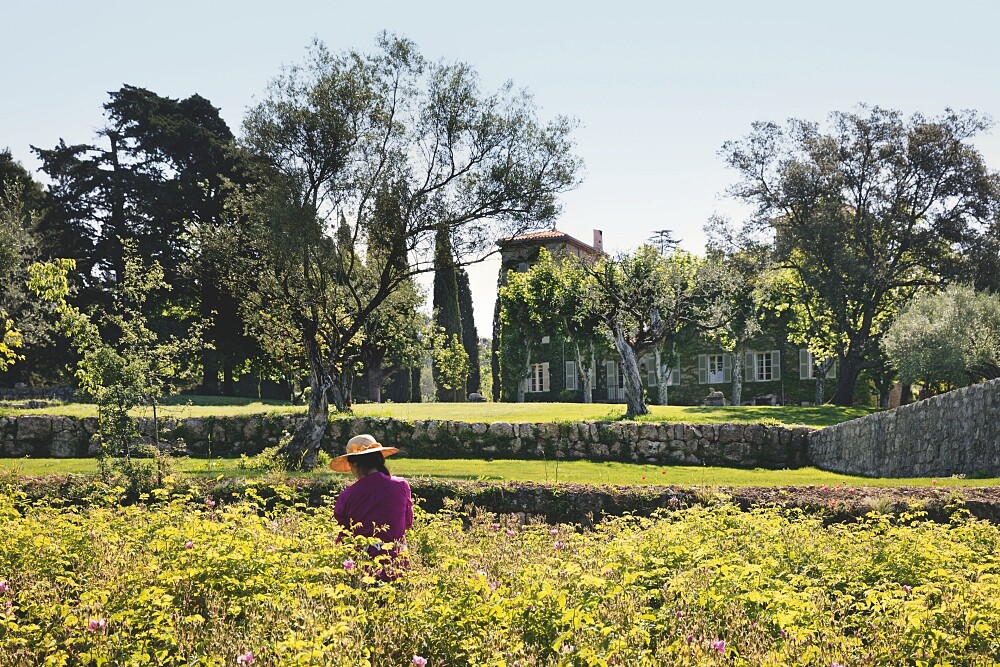 柯勒諾瓦莊園中也有種植五月玫瑰。
