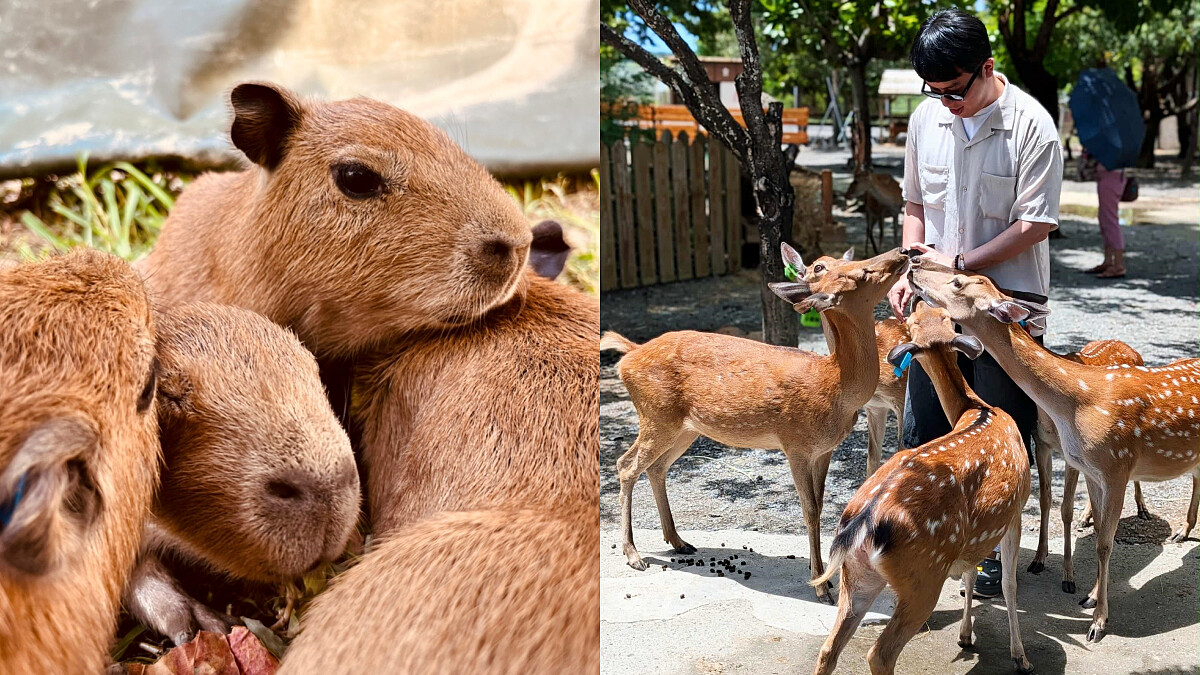 鹿境生態梅花鹿園能近距離與梅花鹿、水豚互動