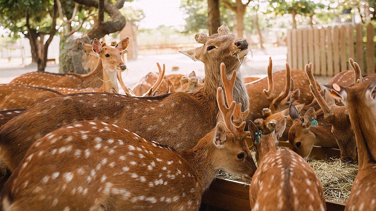 鹿境生態梅花鹿園是全台最大梅花鹿休閒農場