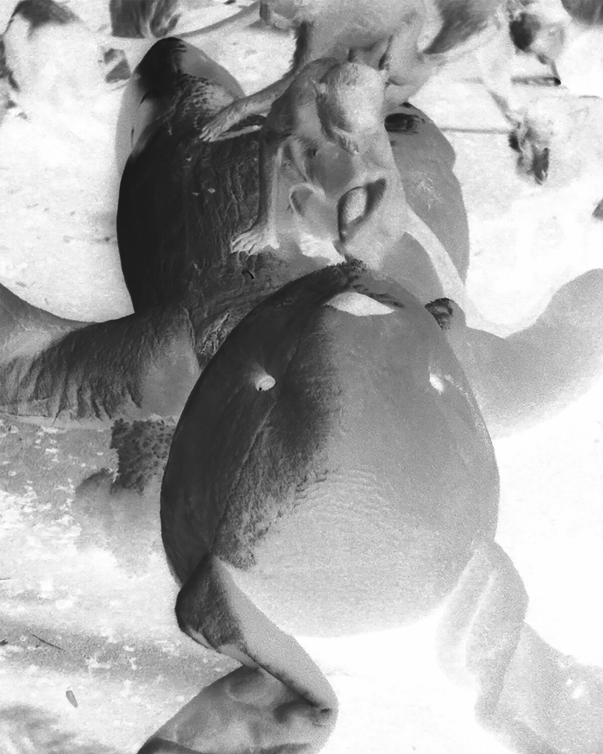 寇拉克里・阿讓諾度才，《愛在死亡之後》（錄像截圖），2025。圖像由藝術家提供。