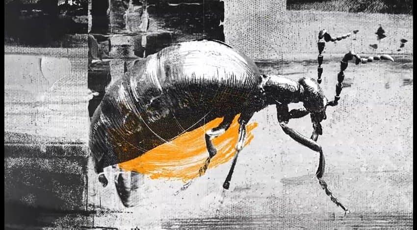 Photo/《家母螳螂》片頭畫面截圖