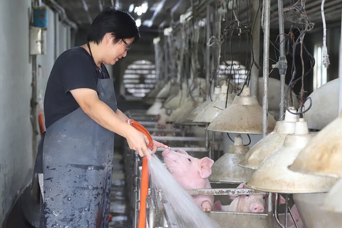 「農場晃晃」是一間超過六十五年的家族畜牧事業。