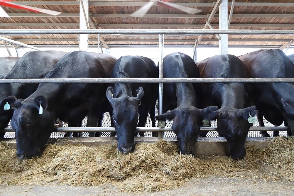 后土牛的牛隻採人道化管理。